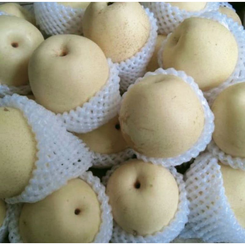 

buah pir 1 kg promo_toko_baru