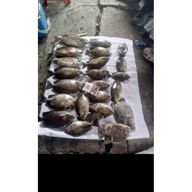 

IKAN BARONANG FRESH SEGAR