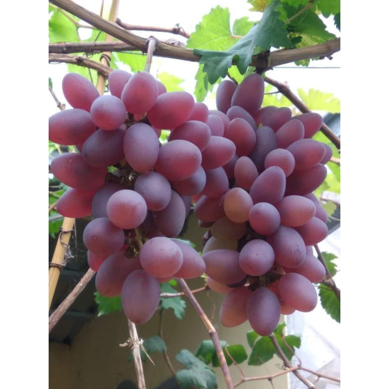 bibit anggur jupiter grafting