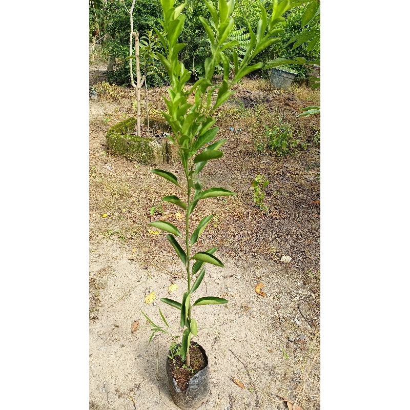 bibit jeruk Santang madu siap berbuah