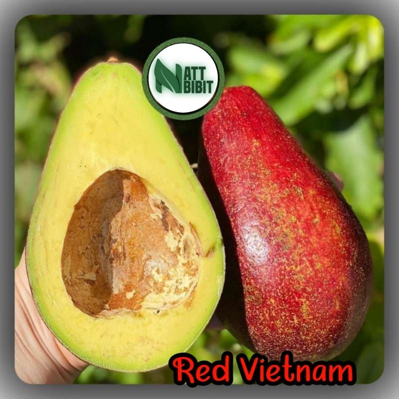 BIBIT ALPUKAT RED VIETNAM SUPER