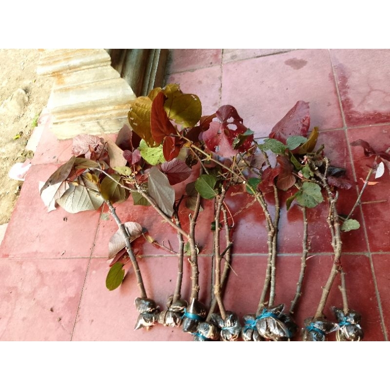 waru merah cangkok bibit bonsai