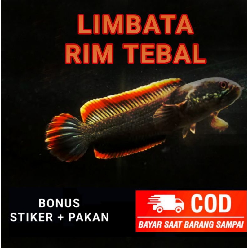 

limbata rim tebal full pelet