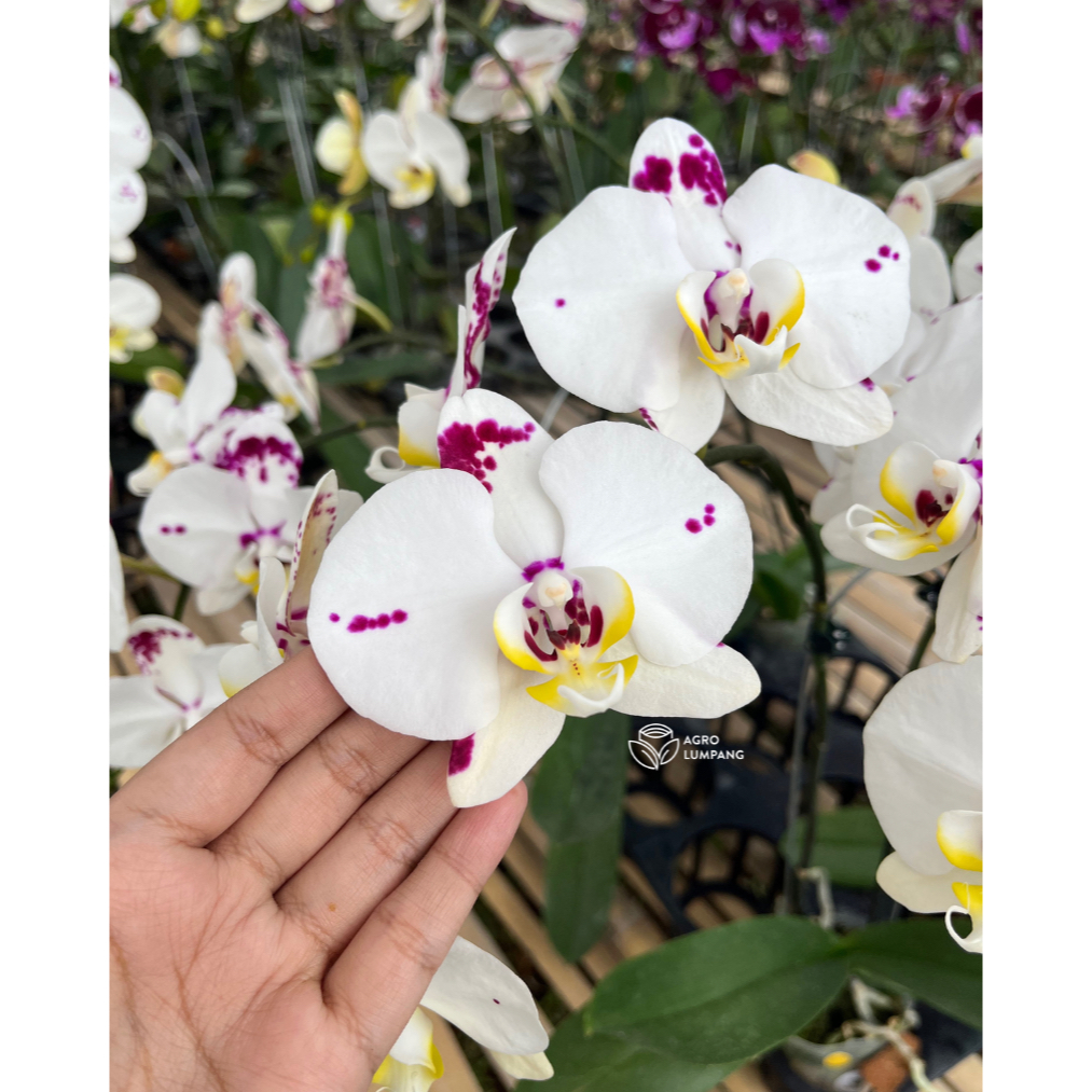 Anggrek Bulan Berbunga Knop Spike