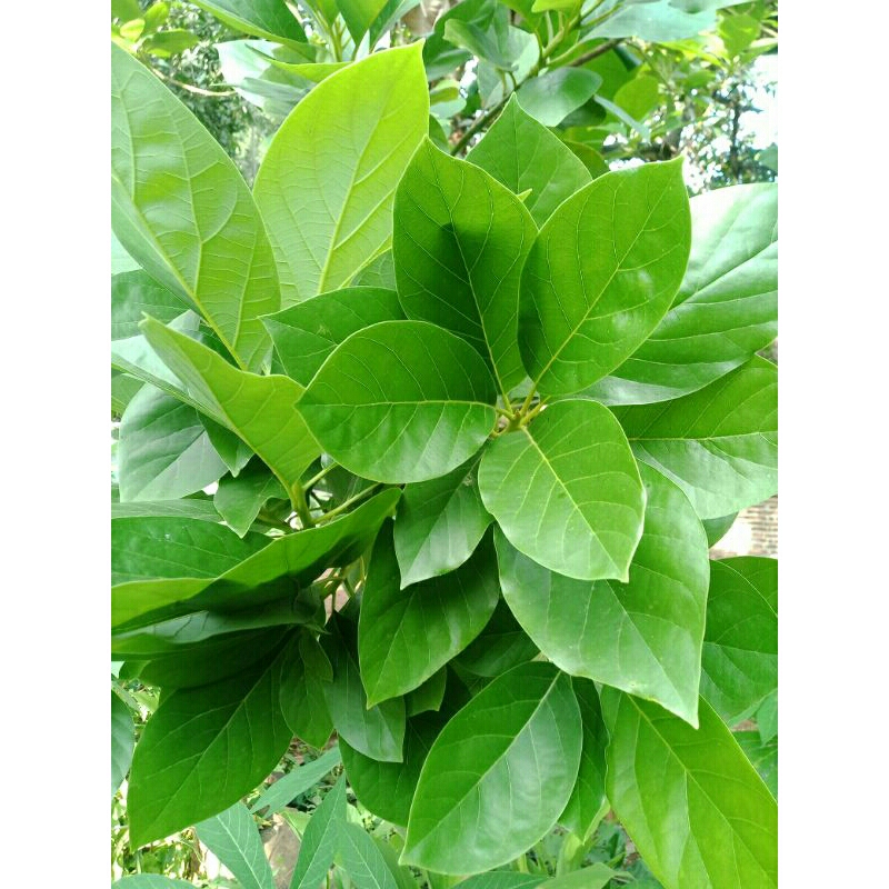 

daun alpukat segar 300gr / daun alpukat hijau fres / daun alpukat herbal alami