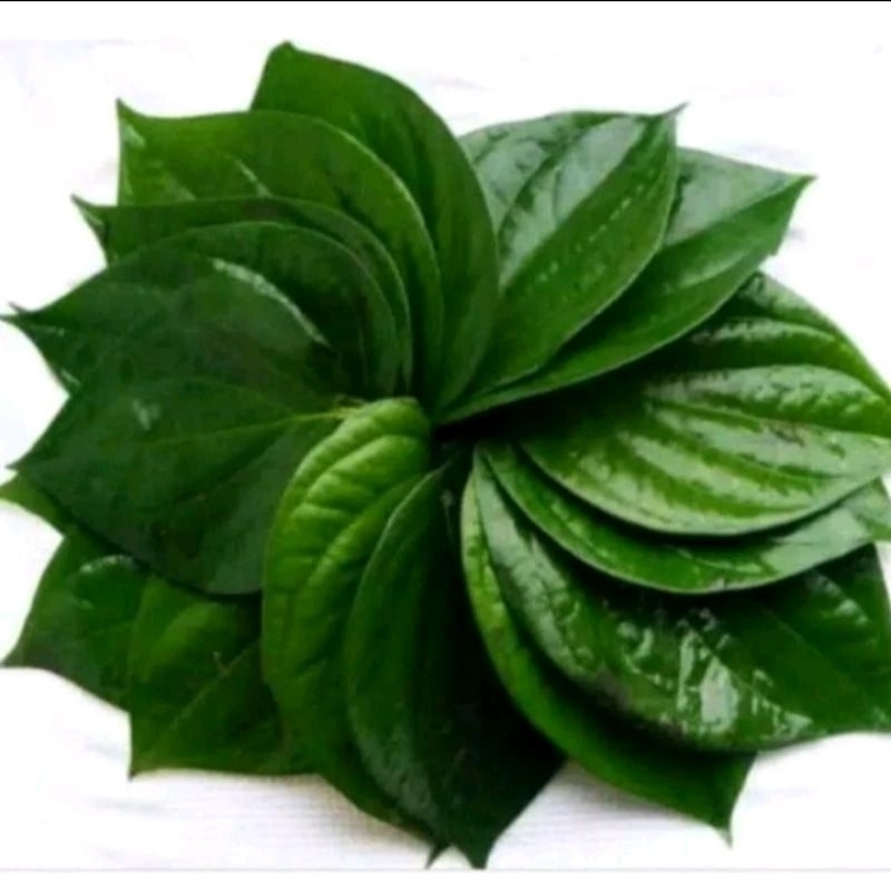 

daun sirih perikat