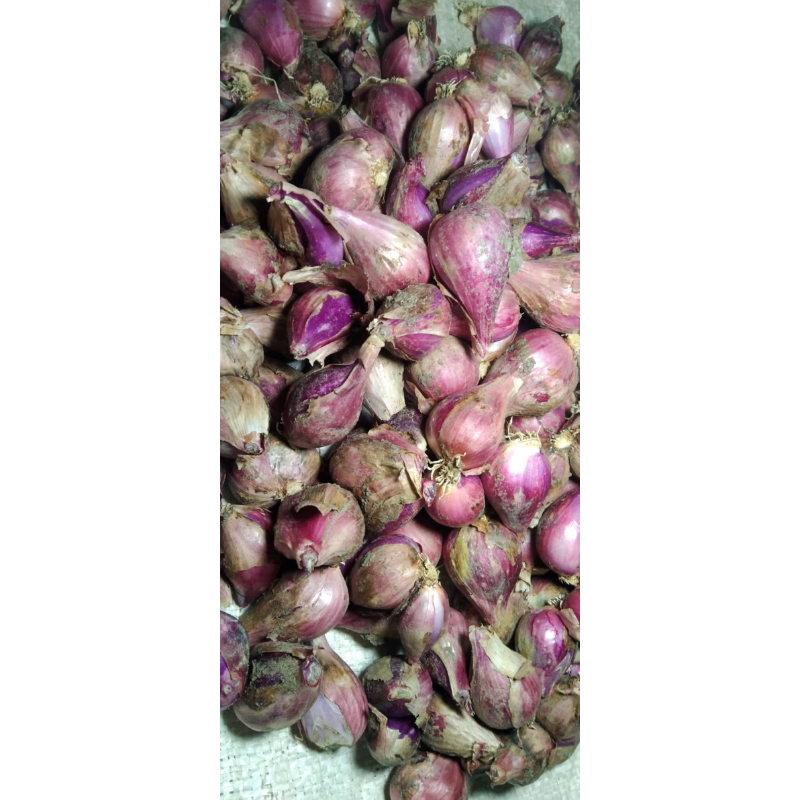 

Bawang Merah Ukuran SEDANG Super Garing