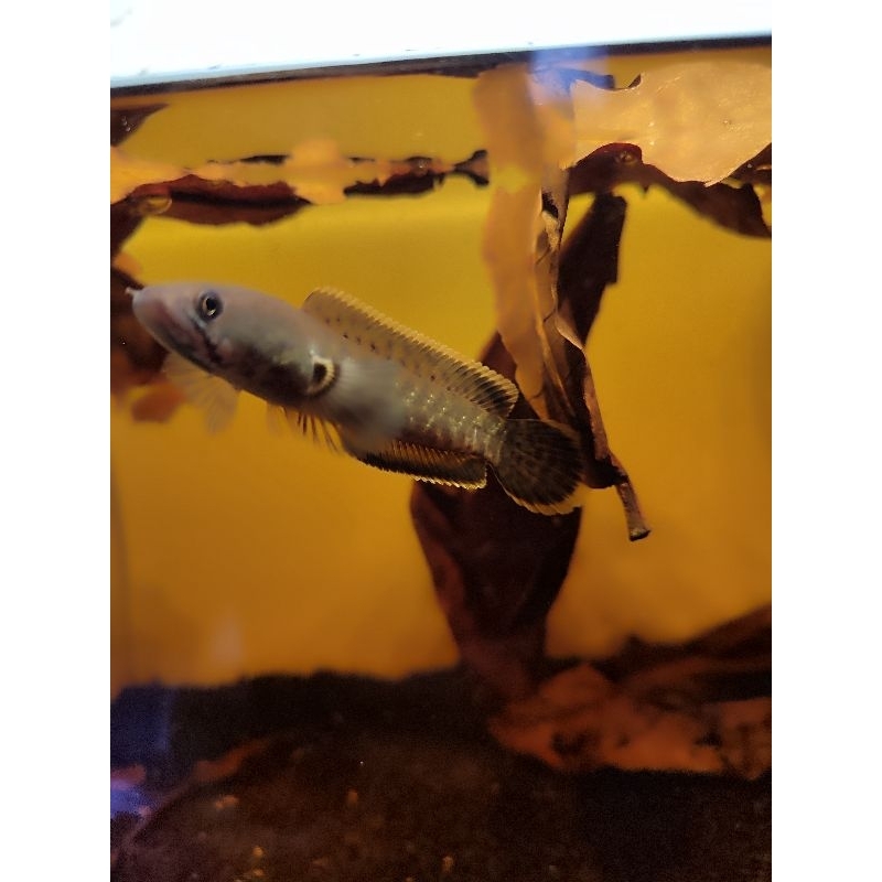 Limbata CB Golden strip