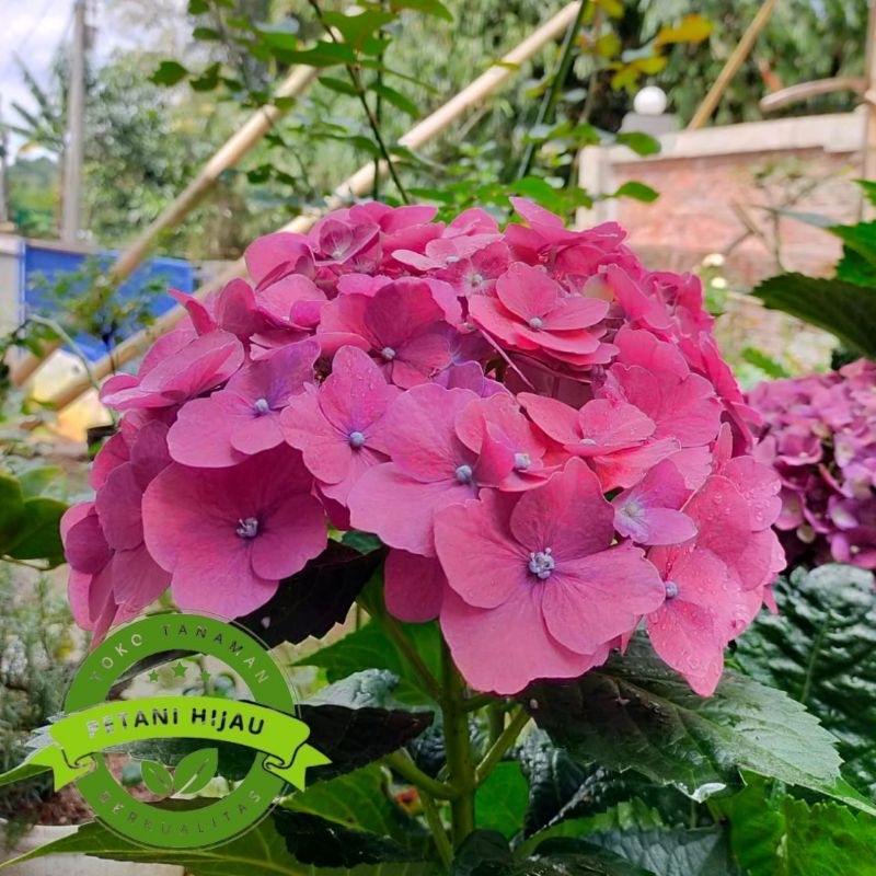 Tanaman hias Hortensia Pancawarna Import