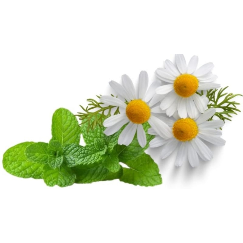 

NG Spearmint tea with Chamomile tea isi 30 tea bag