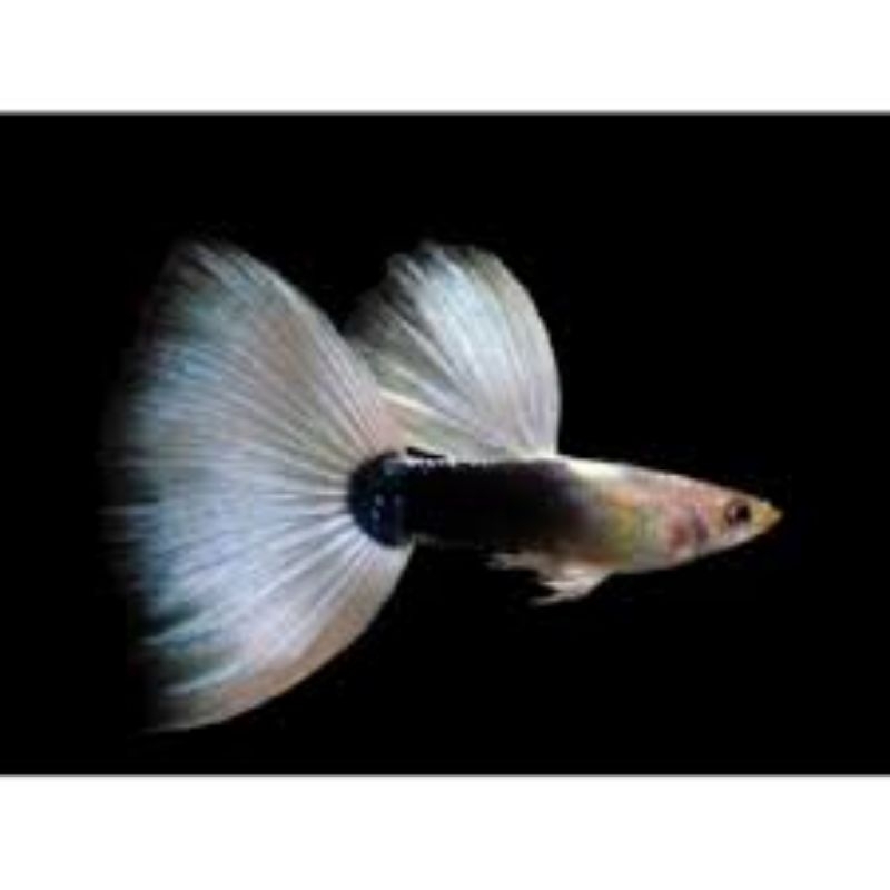 

Paket Luve Hb white 5pasang