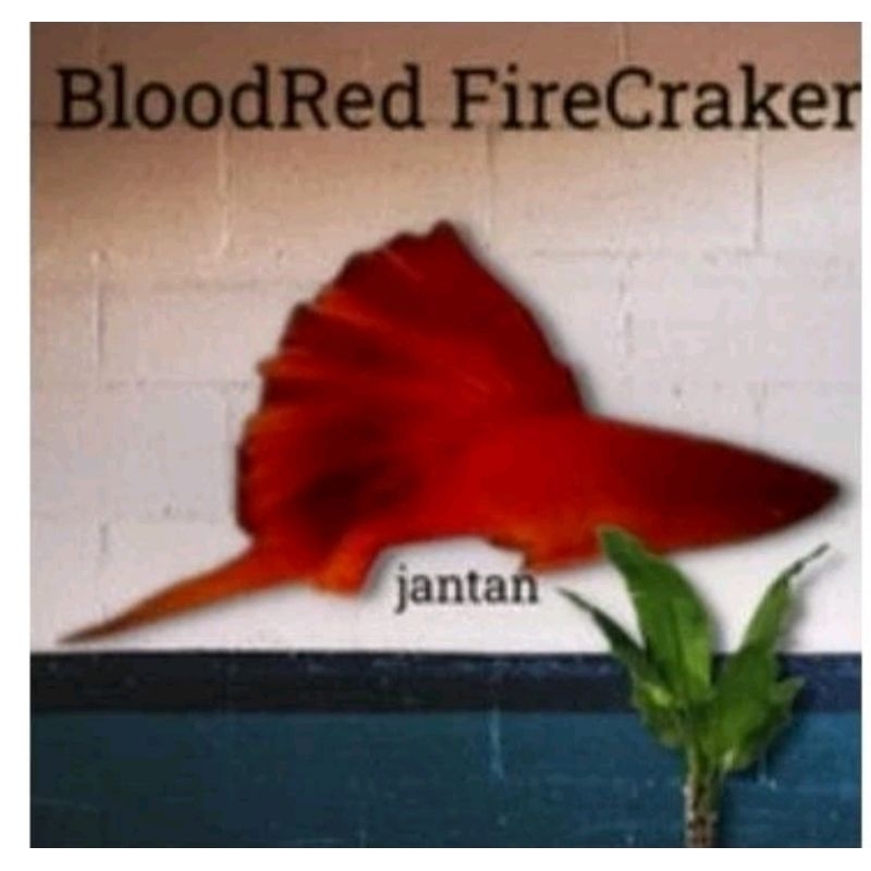 

Paket Live Blood Red Firecraker 1pasang