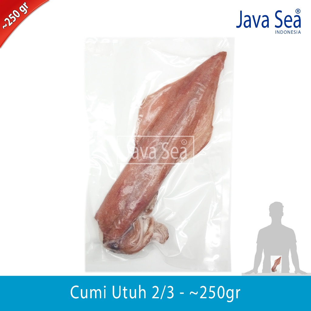 

Cumi Utuh 2/3 pack 200-300gr Java Sea