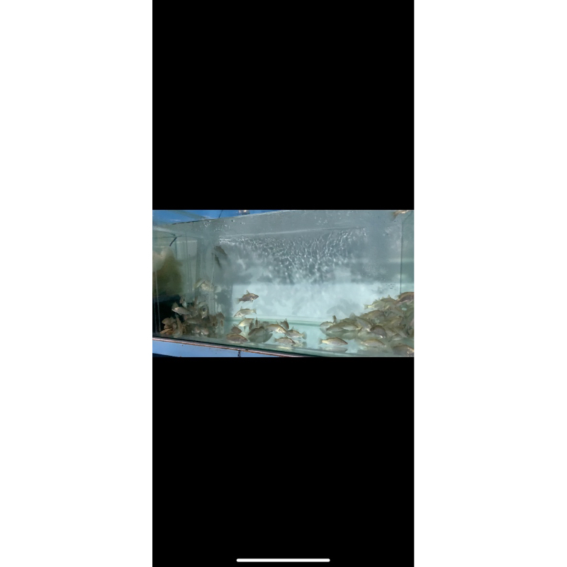 Baramundi/Kakap putih Air tawar Paket 2ekor size 8-10cm