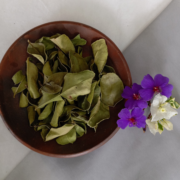 

Simplisia Daun Jeruk Purut Kering