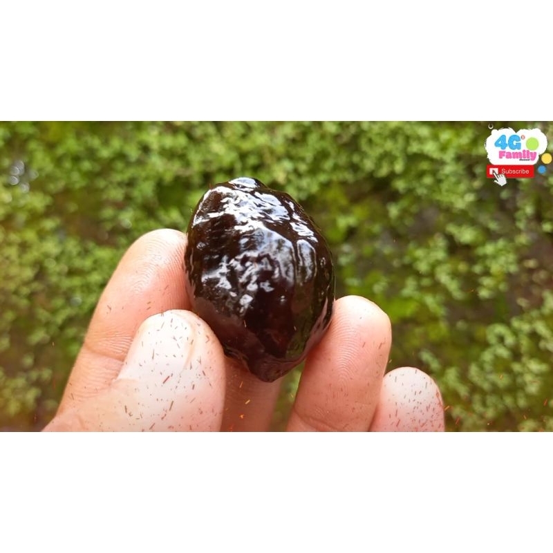 MUNCANG JAYANTI SI CENTOL