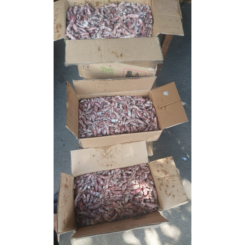 

cumi asin 10kg B