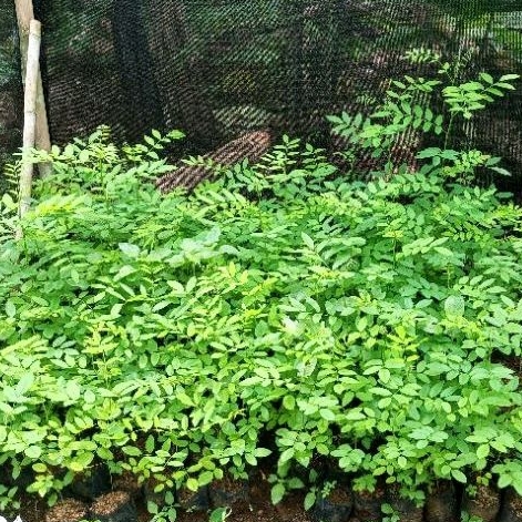 bibit indigofera paka ternak beli 10 gratis 1 Indigofera siap tanam