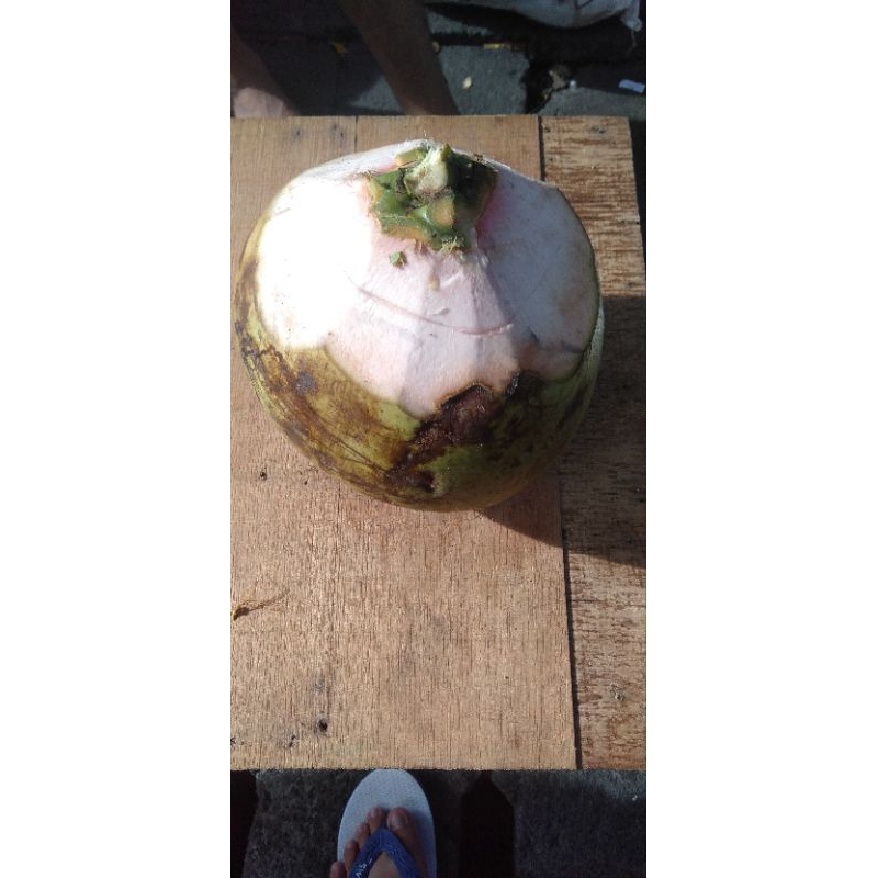 

Degan Ijo | Degan Obat