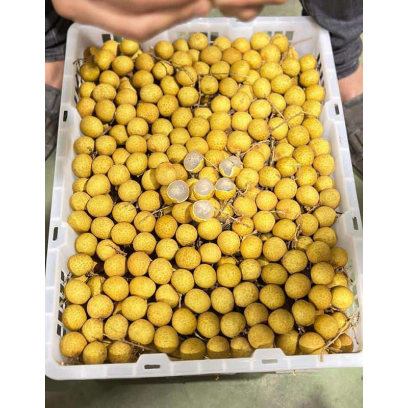 kelengkeng gold