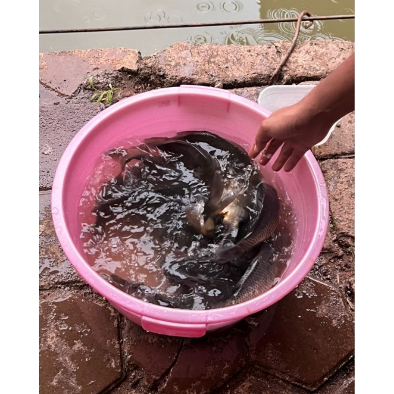 

Ikan Mas Emas Segar