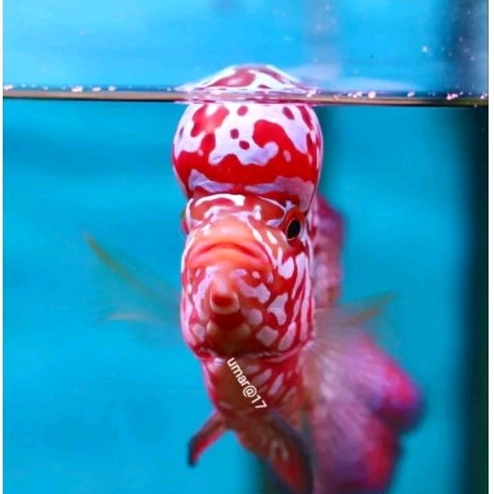 smile69 burayak kamfa v8 red by mic f2 thailand 2-4cm