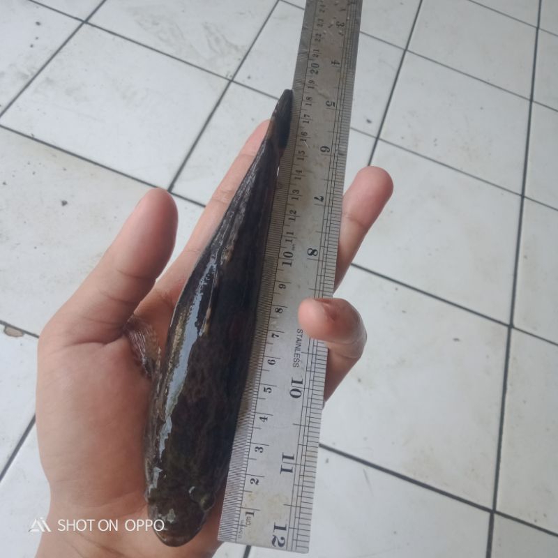 Bibit Ikan Gabus Males/Bloso/Betutu Size 16-18 cm