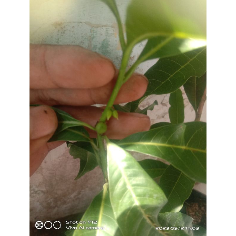 bibit sawo abiu jumbo/ hasil okulasi / sambung