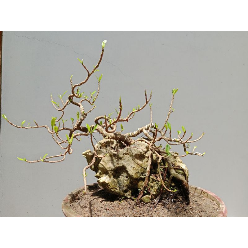 Bonsai Beringin Dolar Korea | Beringin Korea OTR