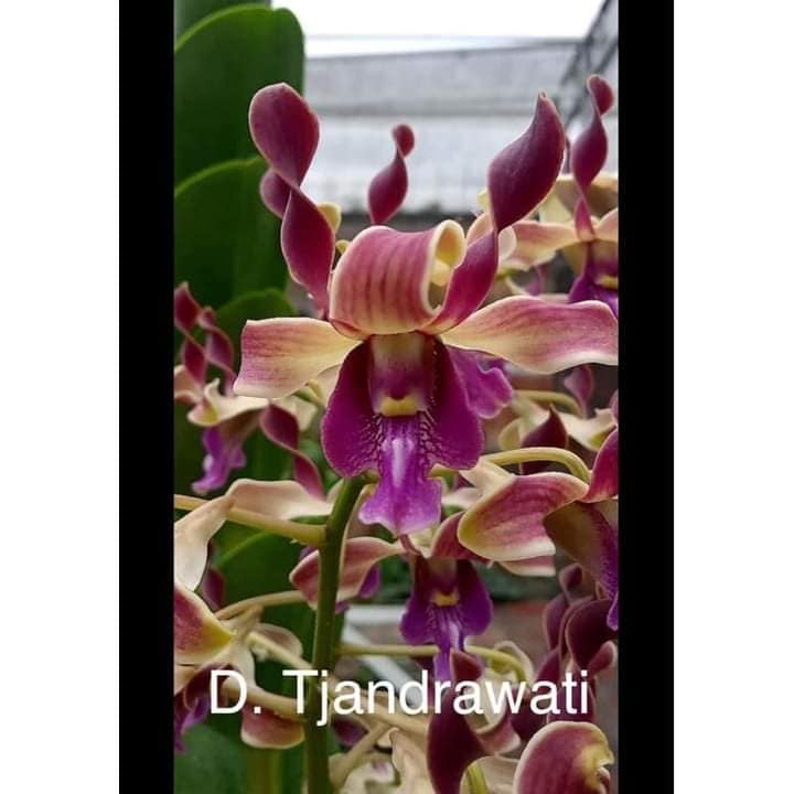 Anggrek Dendrobium Kriting Dewasa Pilih id
