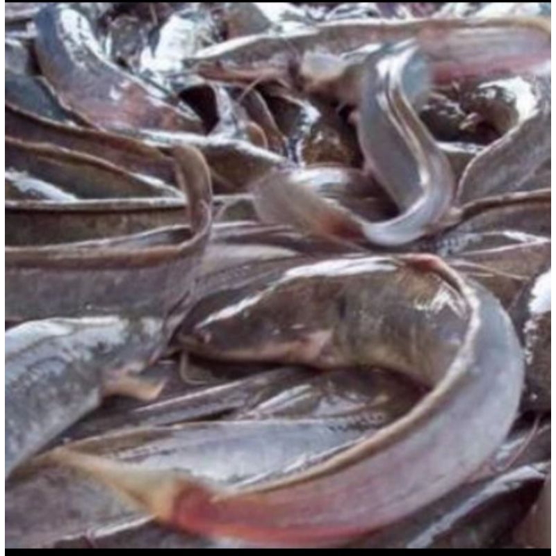 

Ikan Lele per Kg Sayur Segar Palembang