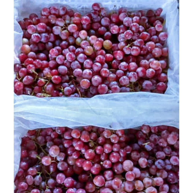 

buah anggur 2kg