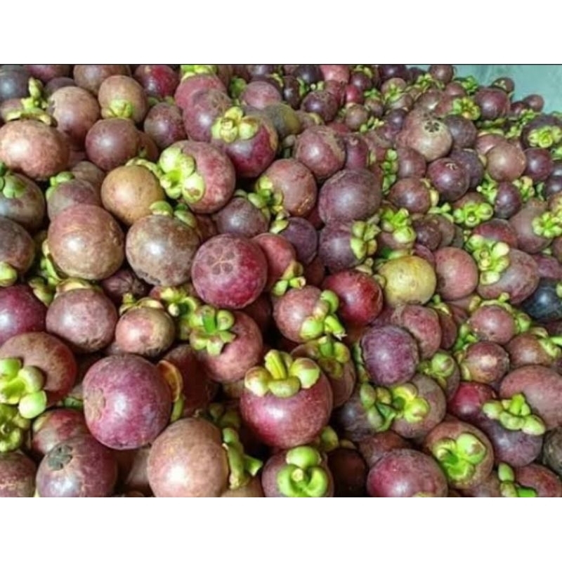 

Buah manggis mateng. buah manggis super, buah Manggis puspahiang per 1kg