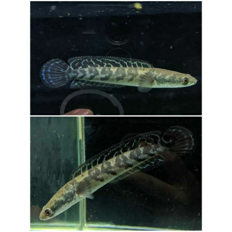 Maru YS Baby Sortiran Simet 5-10cm