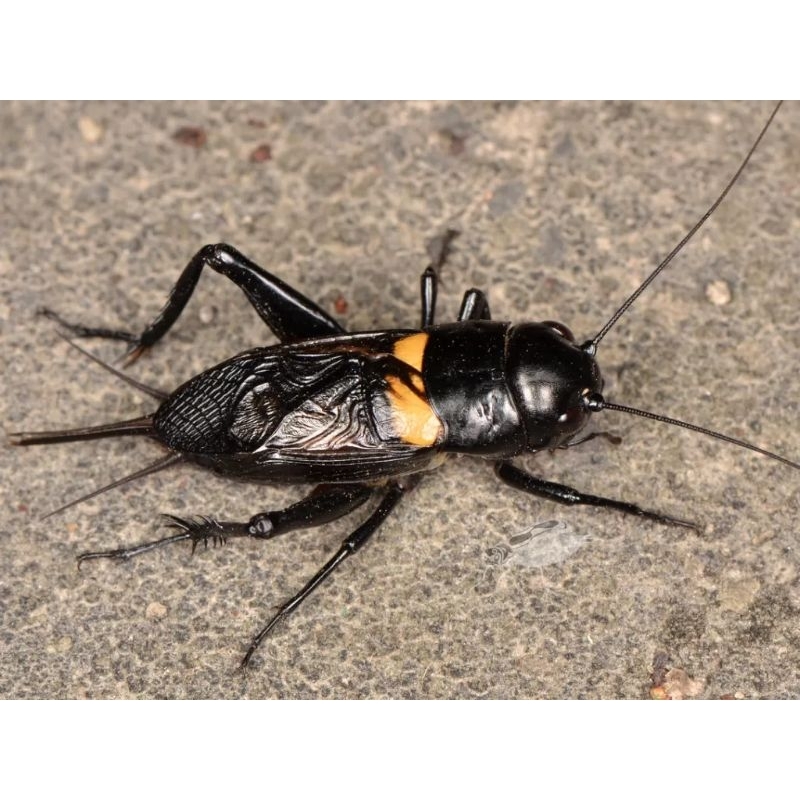 Jangkrik aduan super