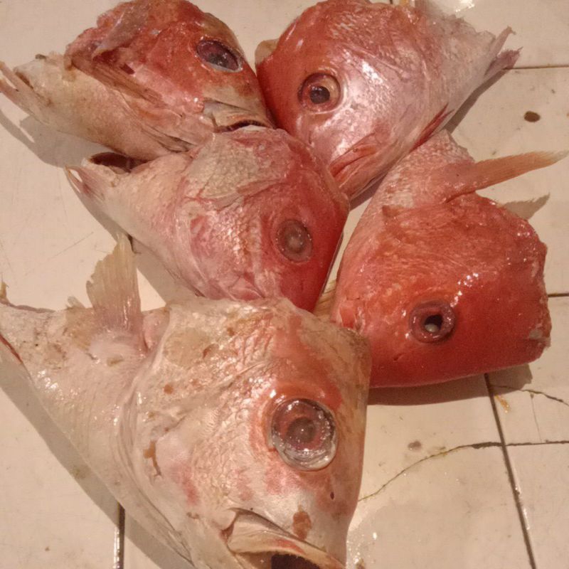 

kepala ikan kakap merah