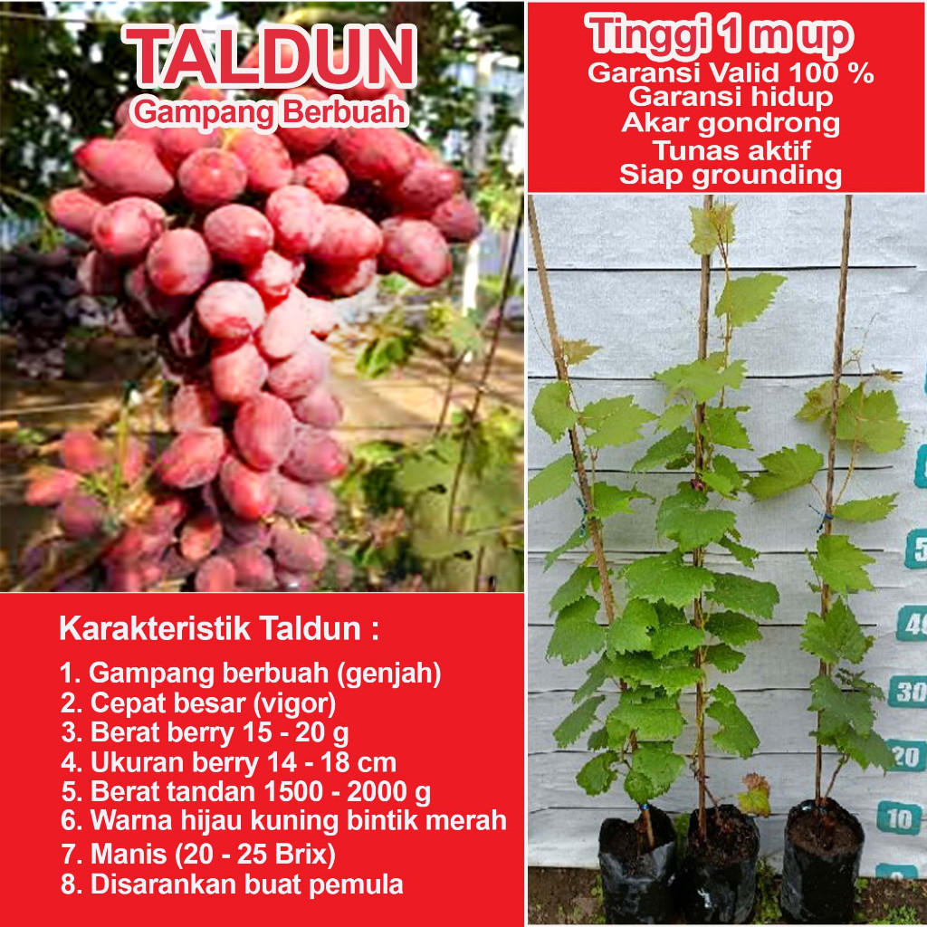 Bibit Tanaman Anggur Import TALDUN  Merah Asli VALID Grafting Cangkok Batang Besar TINGGI 1 M UP Sia