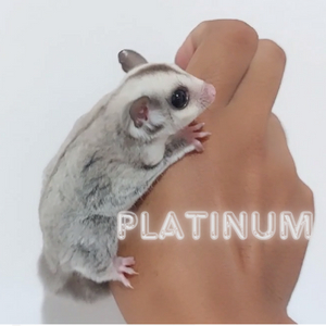 (Kurir Instant) Sugar Glider Platinum Mosaic Joey / SG PLATMOS Baby Jinak