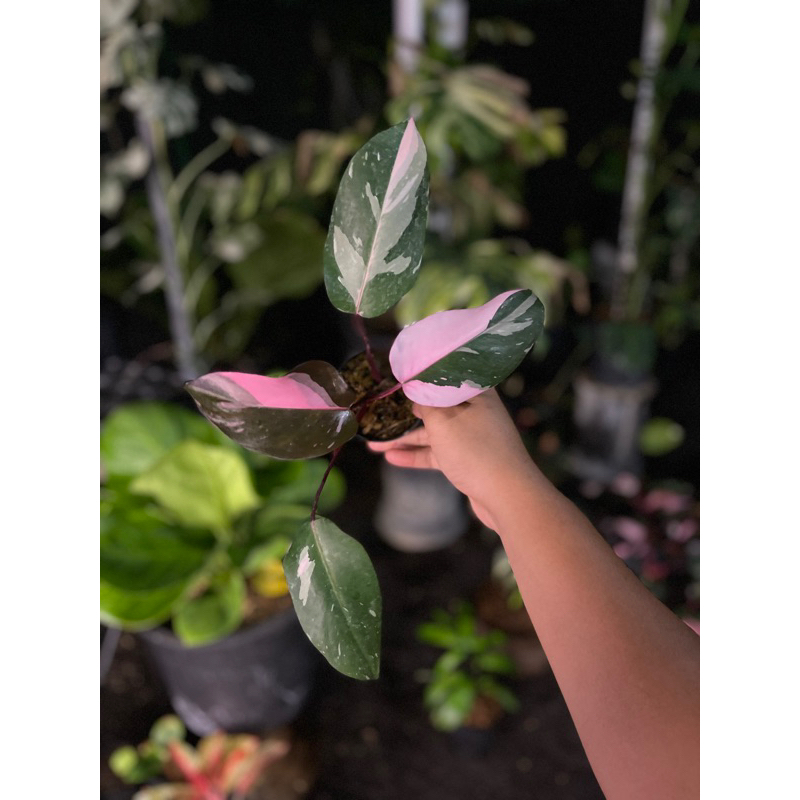 philodendron black cherry