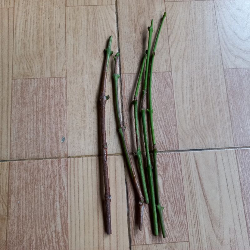 ENTRIES JAMBU AIR CINCALO TEBU