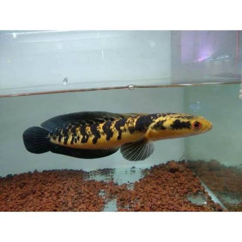 Channa Maru Ys Yellow Sentarum 8-10 cm Hiasan Aquarium