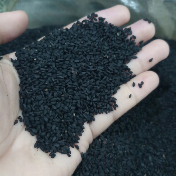Bibit Benih Jinten Jintan Hitam (200 Butir)