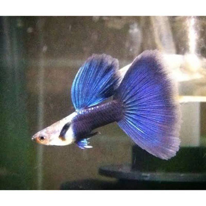 Guppy HB blue 1 pasang dewasa siap kawin