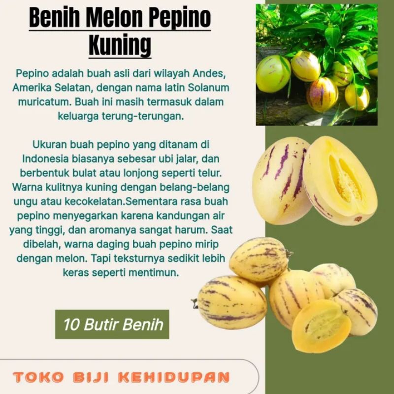 10 BIJI BENIH MELON PEPINO KUNING