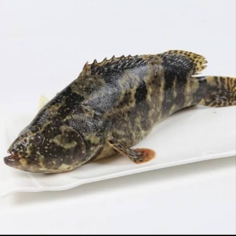 

Goldfish Seafood Ikan Kerapu