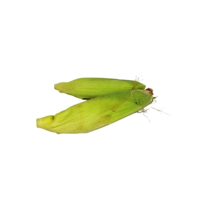 

JAGUNG MADU ASLI / DIJAMIN MANIS SEGAR