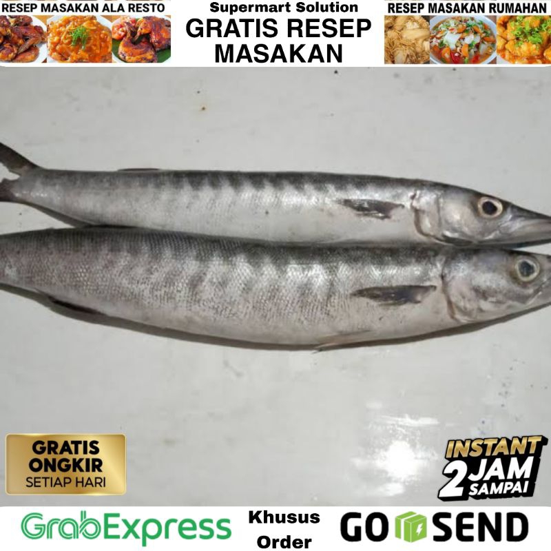 

Ikan Barakuda / Ikan Baracuda / Ikan alu alu