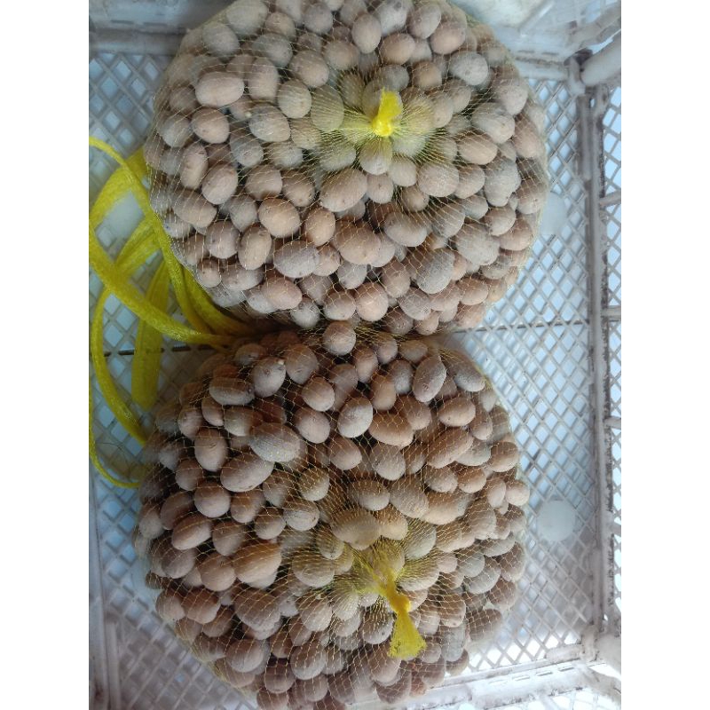 bibit kentang g0 ukuran telur puyuh pesenan pak uus