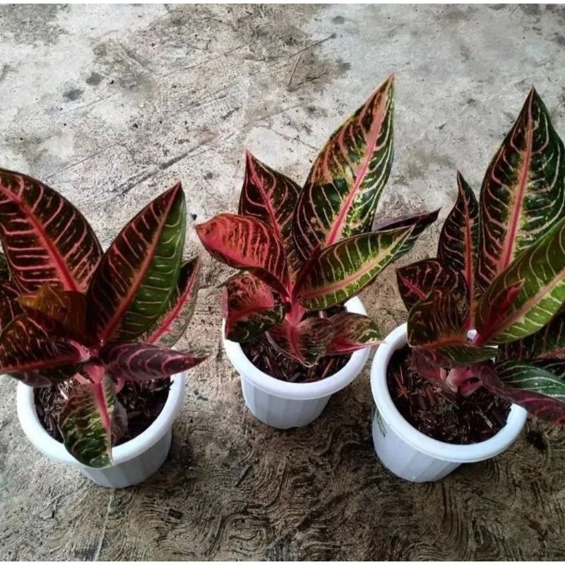 Aglonema Red Sumatra