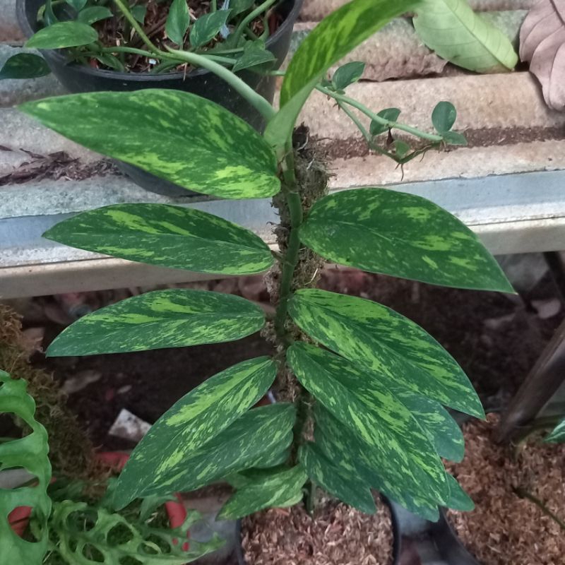 Tanaman Hias Raphidopora Kortallsi Varigata